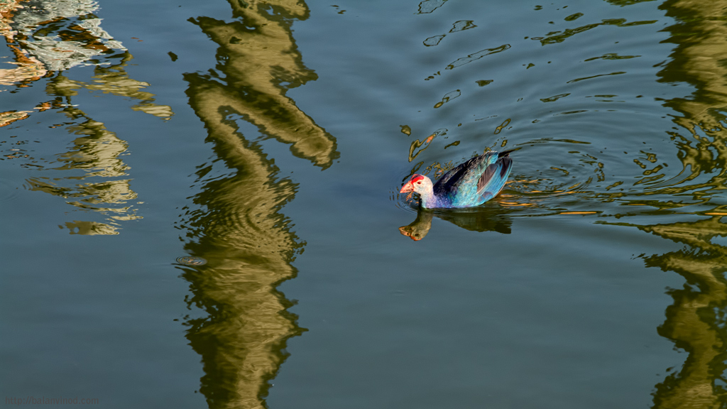 Swamphen 2
