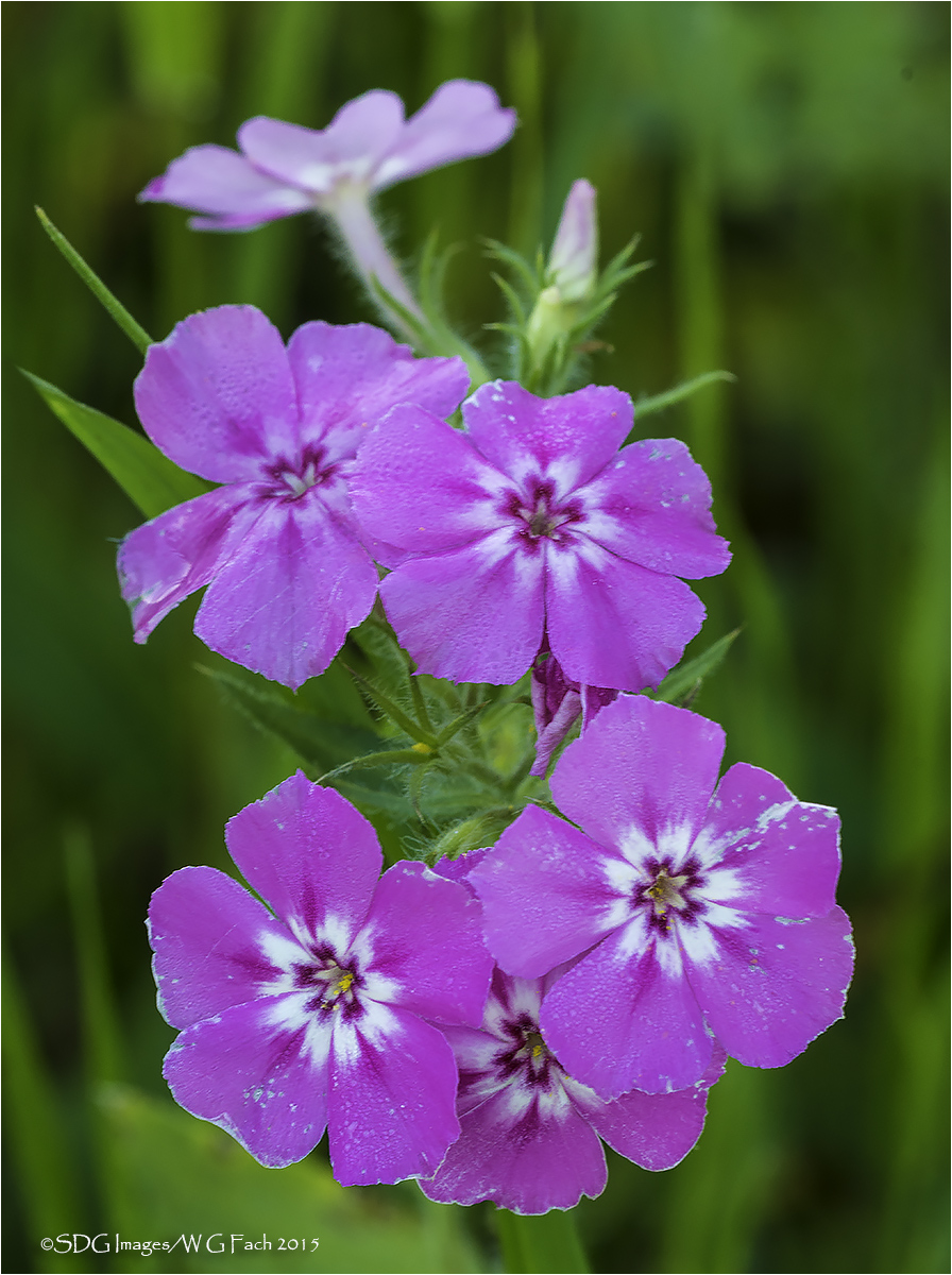 Phabulous Phlox