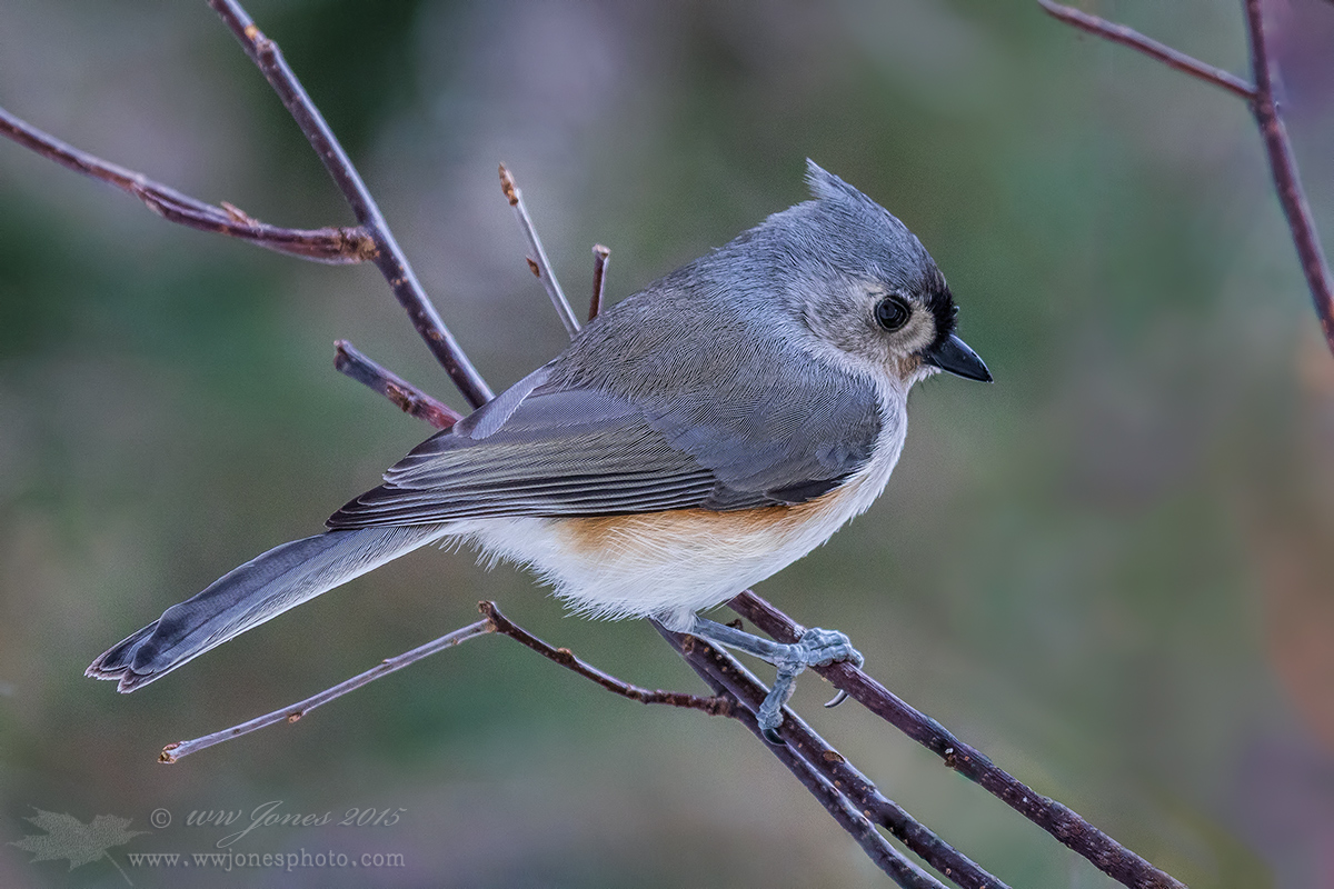 Tufted Titmouse ID Pose