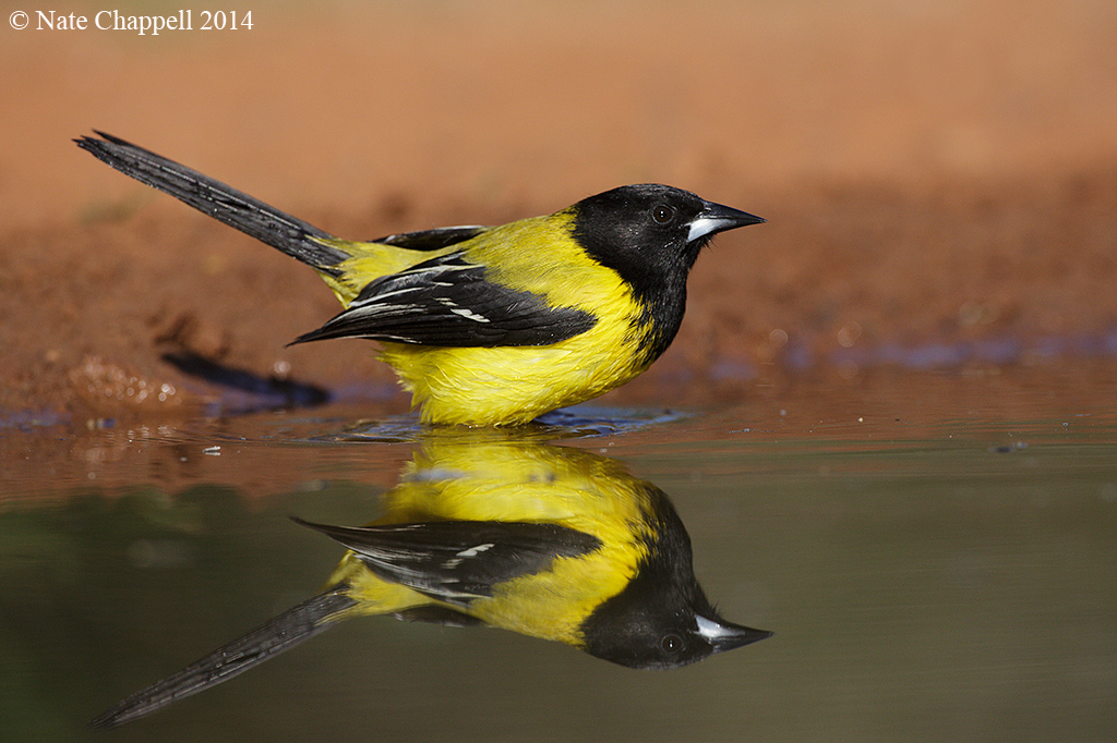 Audubon's Reflecting