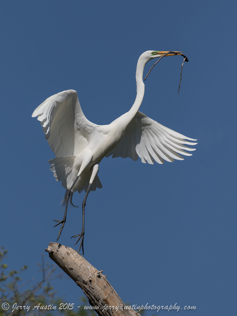 Great Egret Launch
