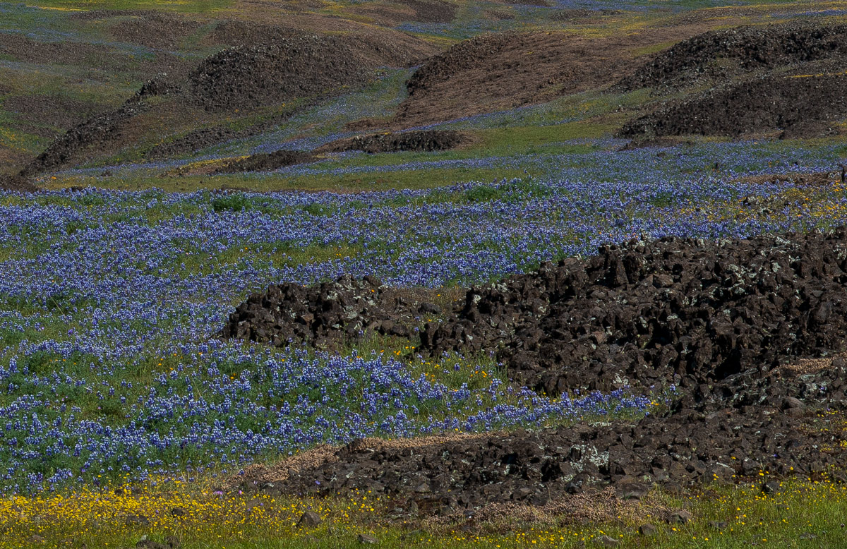 North Sierra Blooms II + Repost