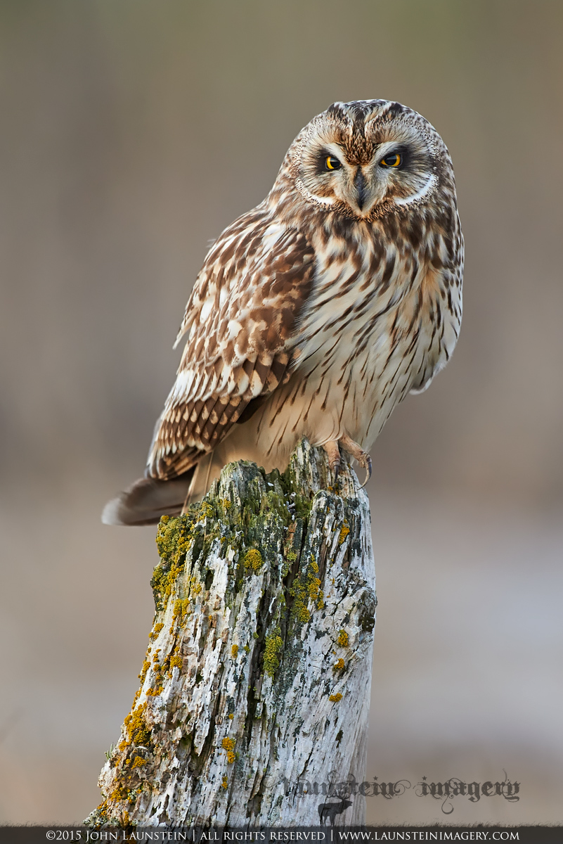 Short Eared Owl Portrait