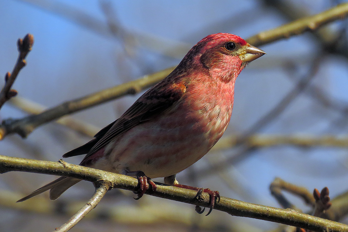 Purple finch