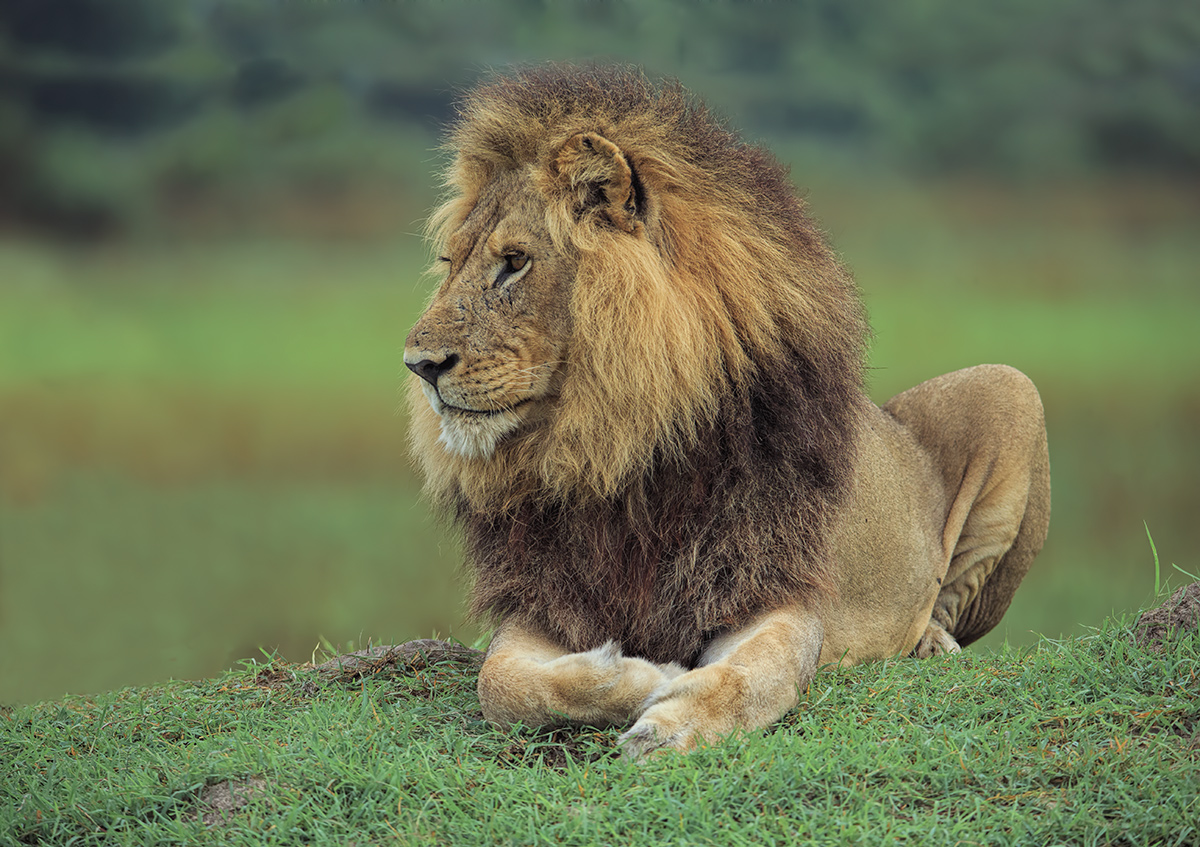 Male Lion