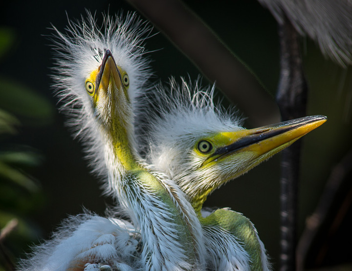 Bad hair day