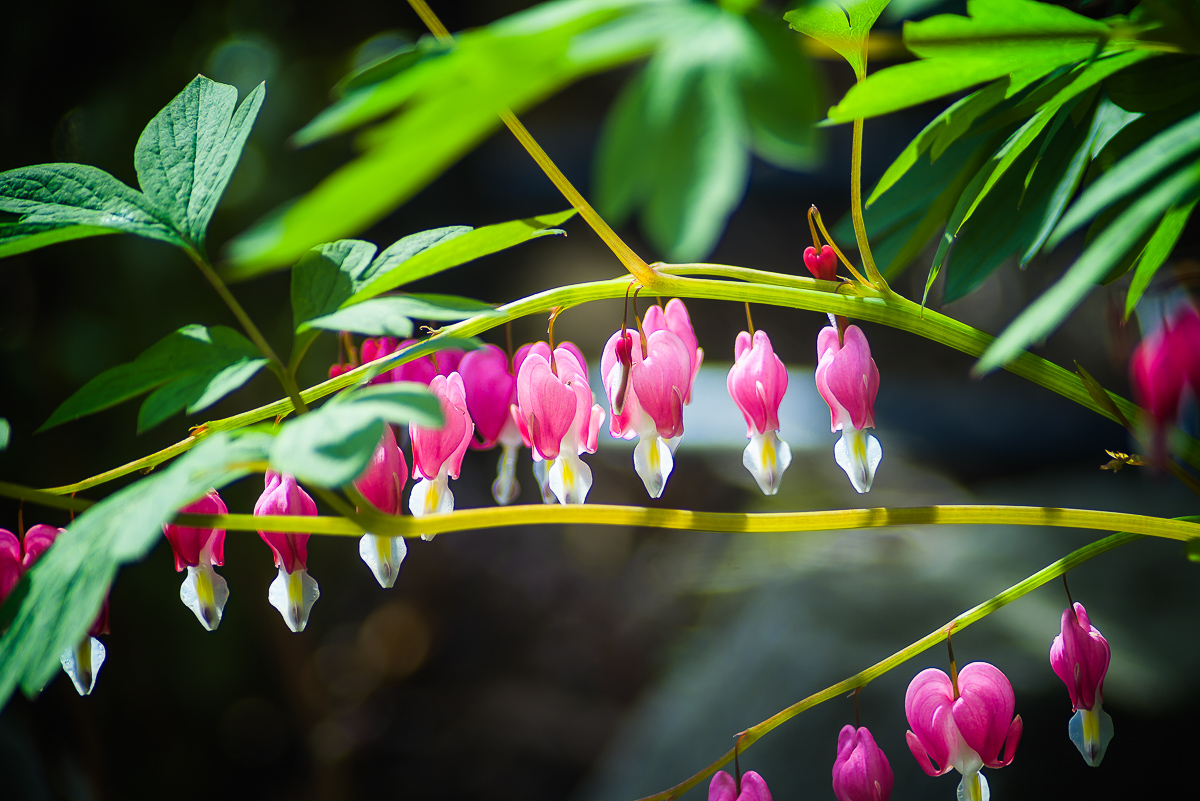 Harbinger of Spring