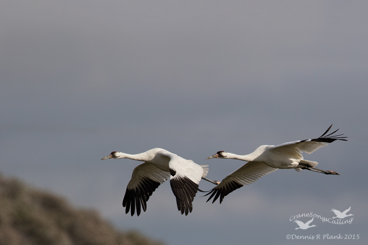 Whooping Cranes & repost