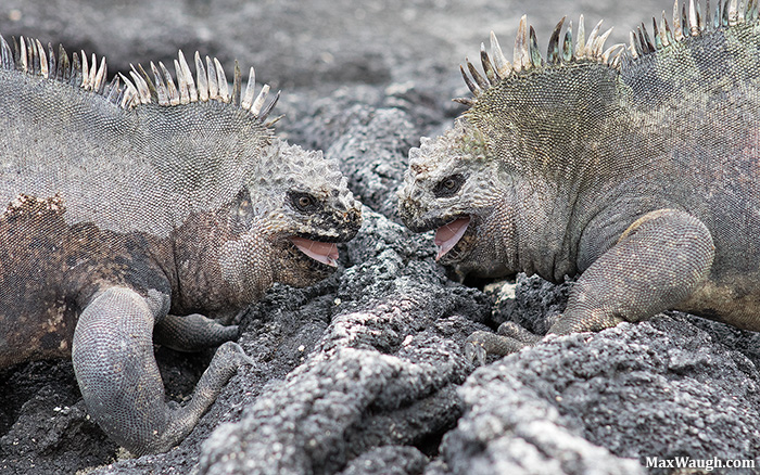 Iguana Faceoff