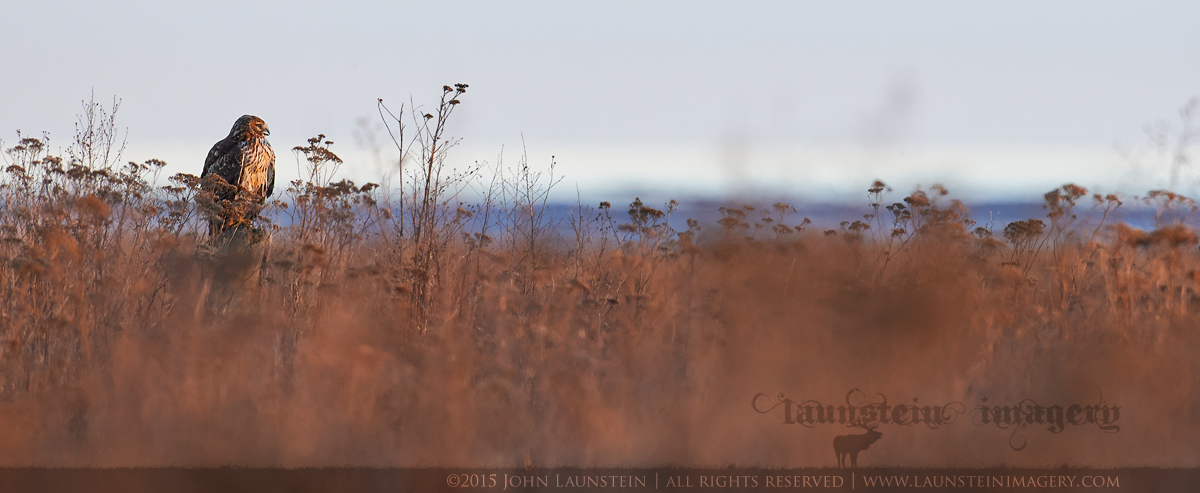Seaside Harrier