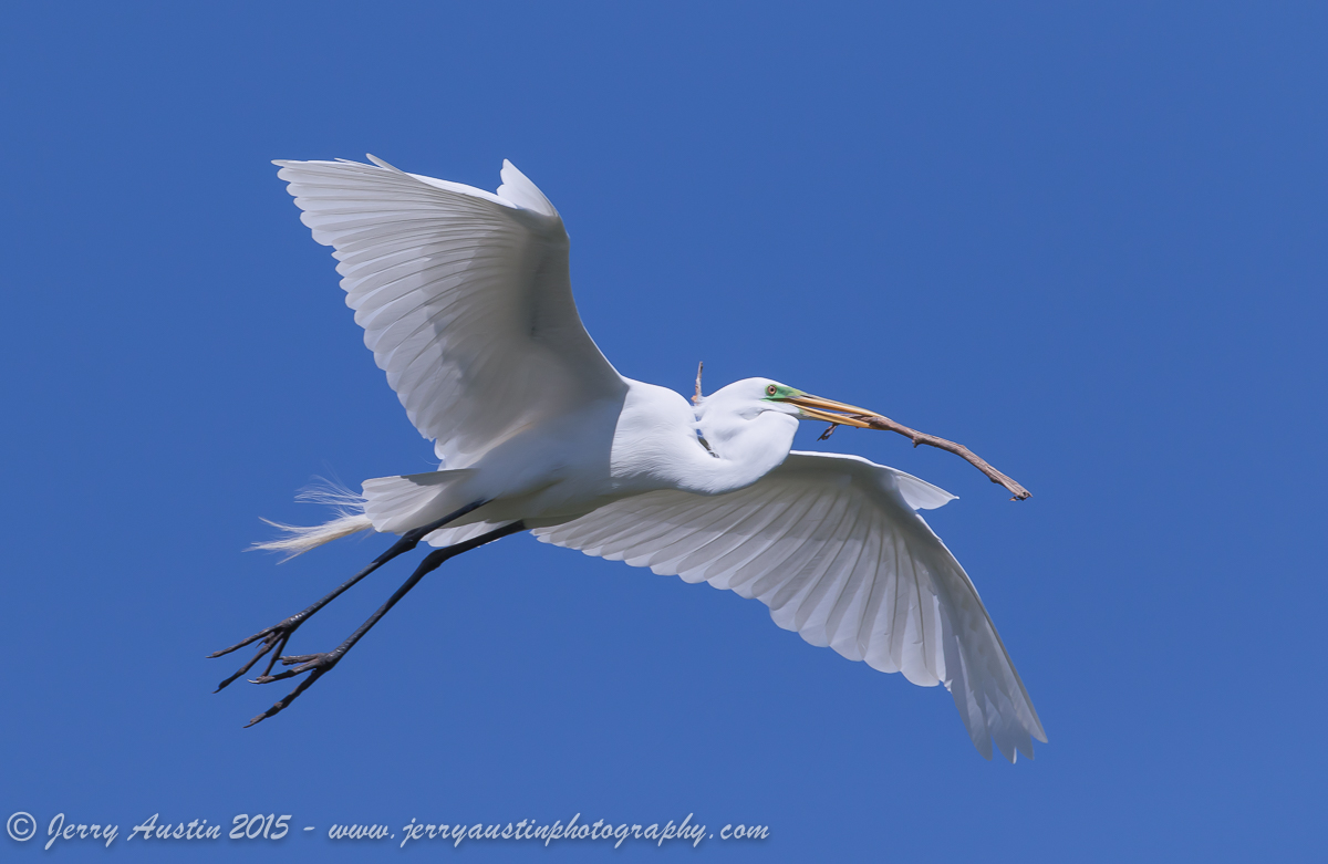 Bird on a Stick