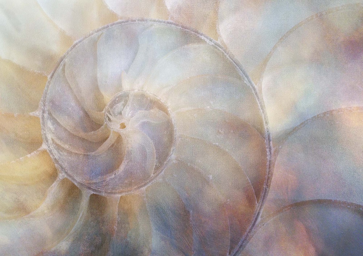 Smoky Nautilus