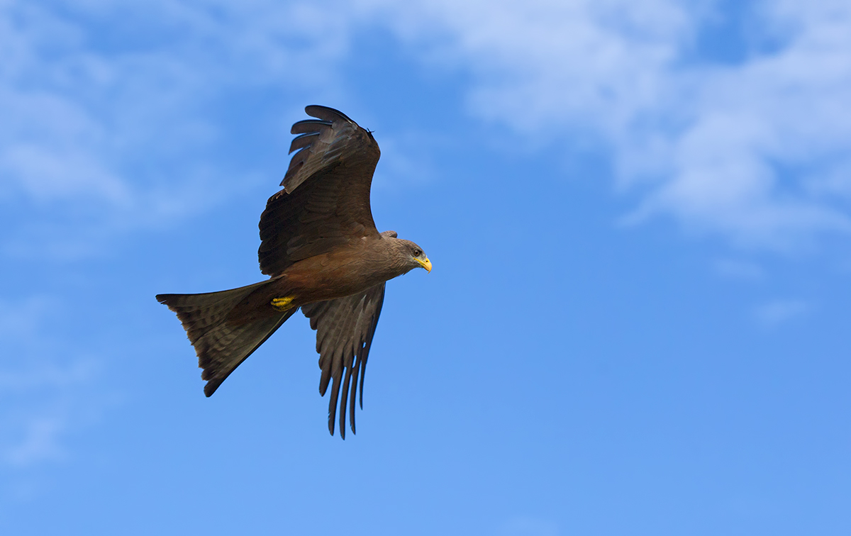 Yellow Billed Kite