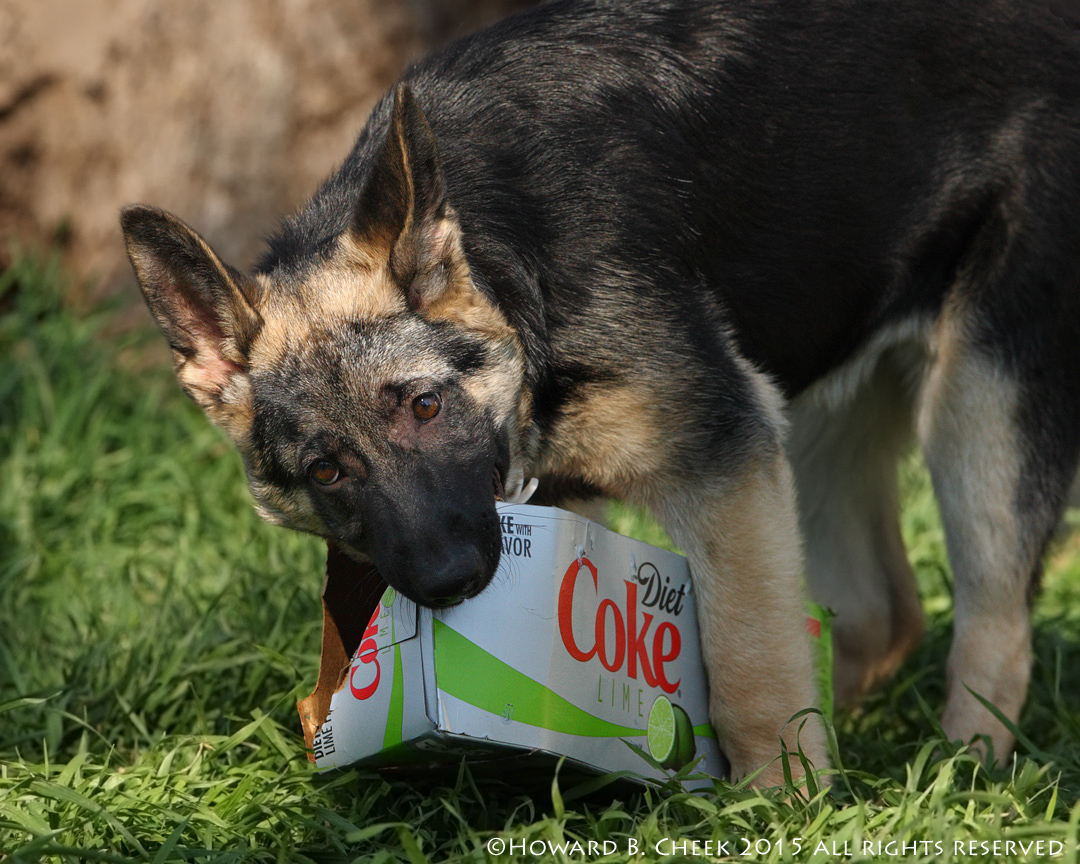 Diet Coke