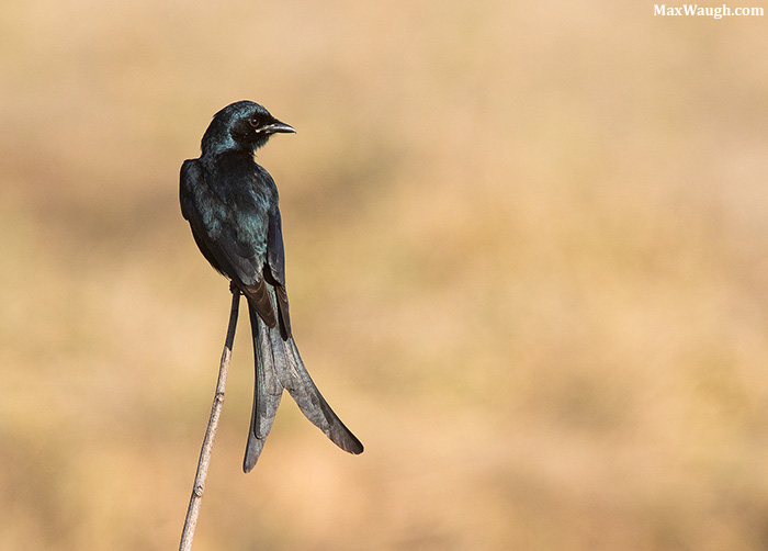 Black Drongo