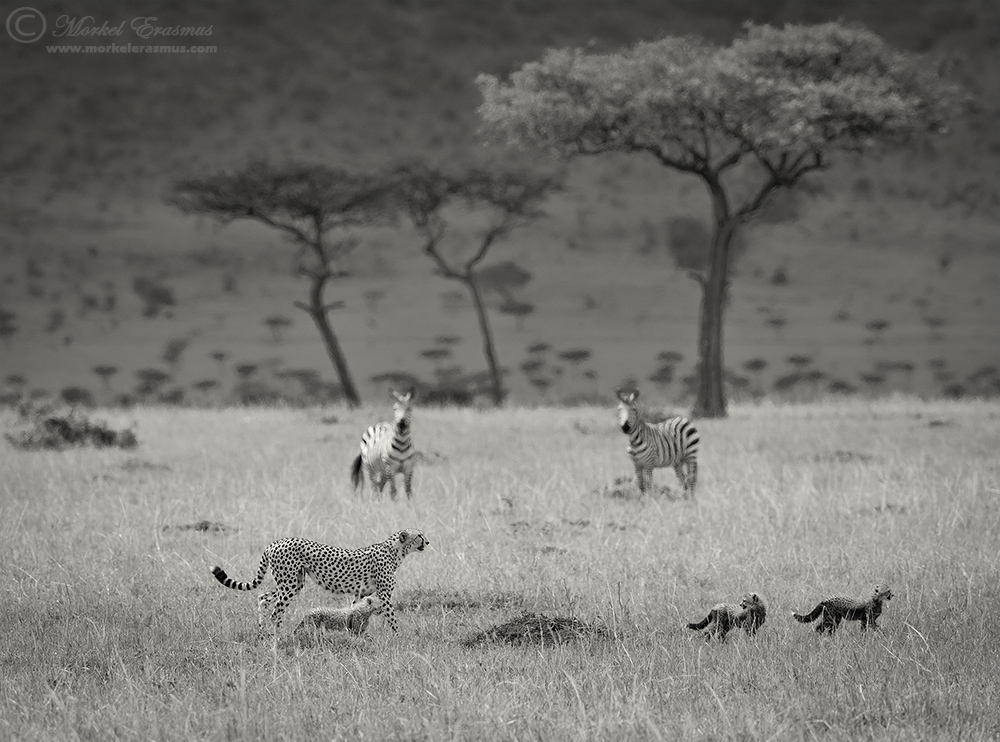 Cheetahs on Trek