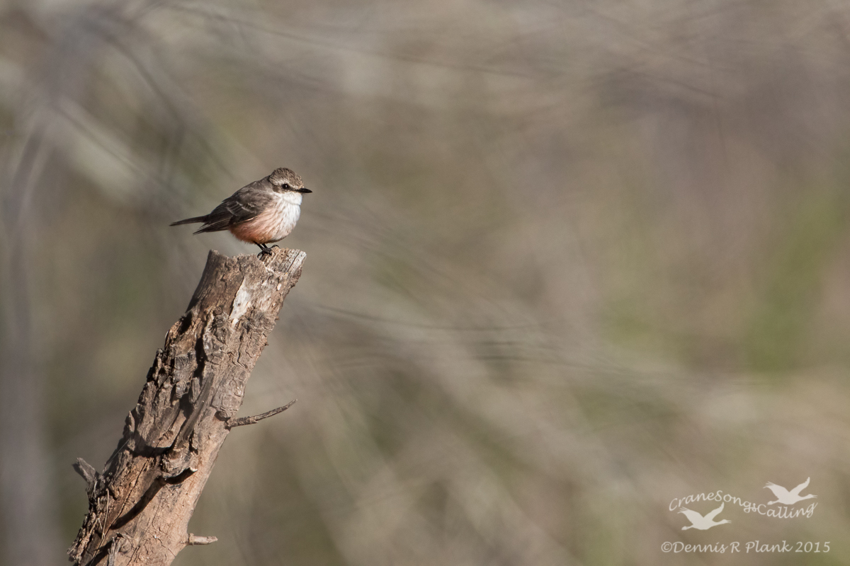 Vermilion Flycatcher (f)
