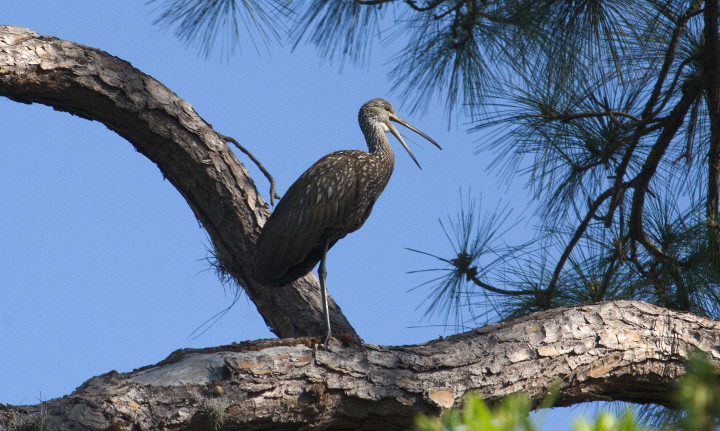 Limpkin on a limb calling