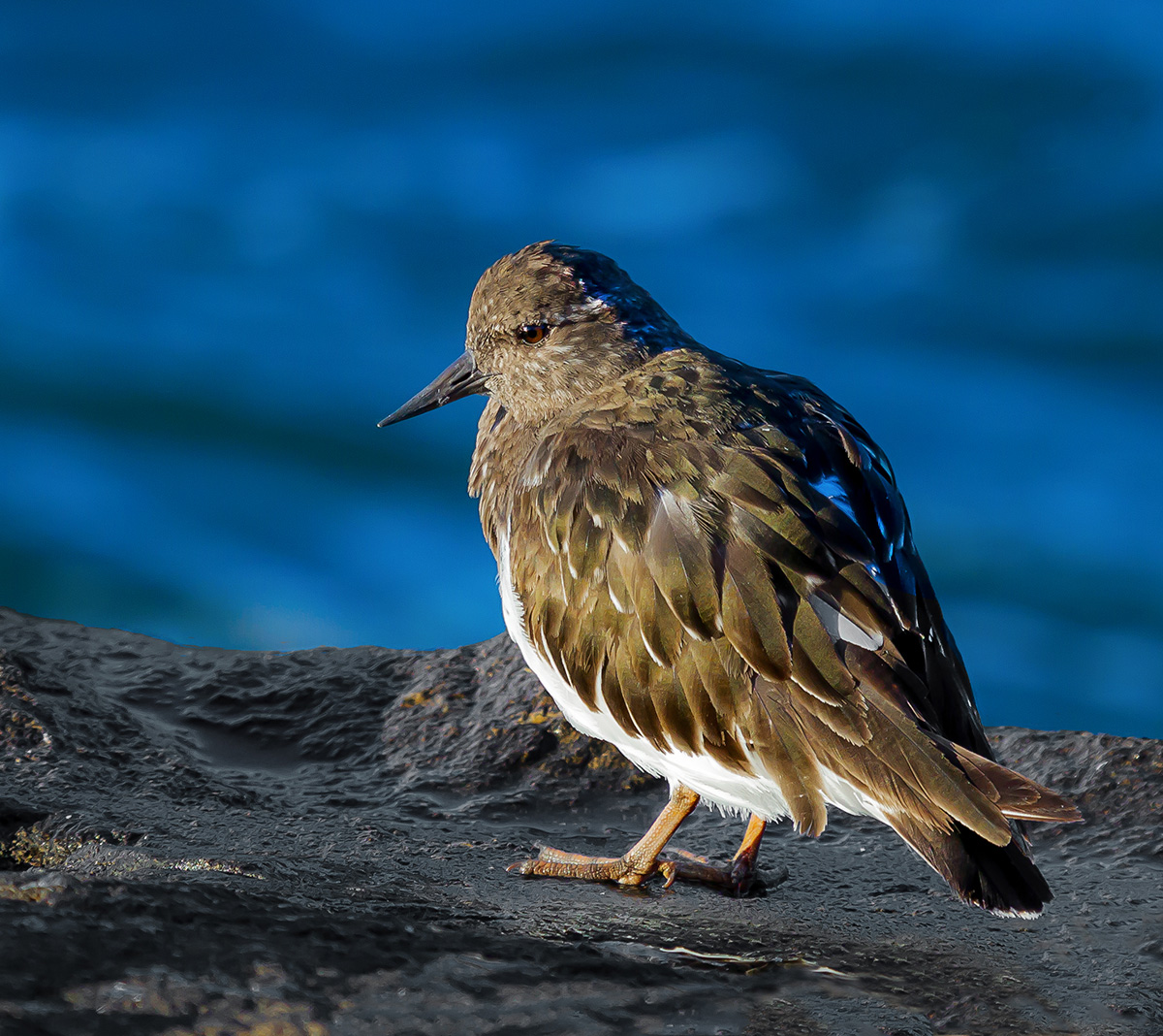 Black Turnstone and repost