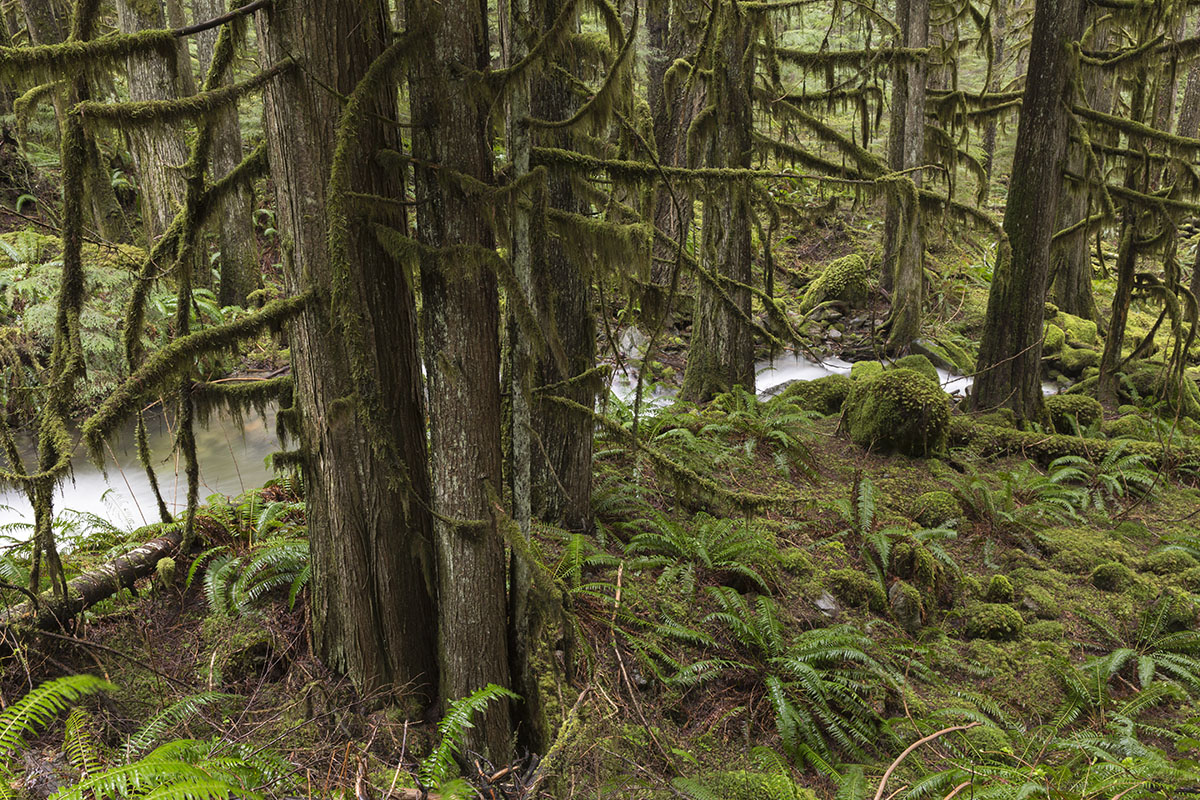 Cascade Rain Forest