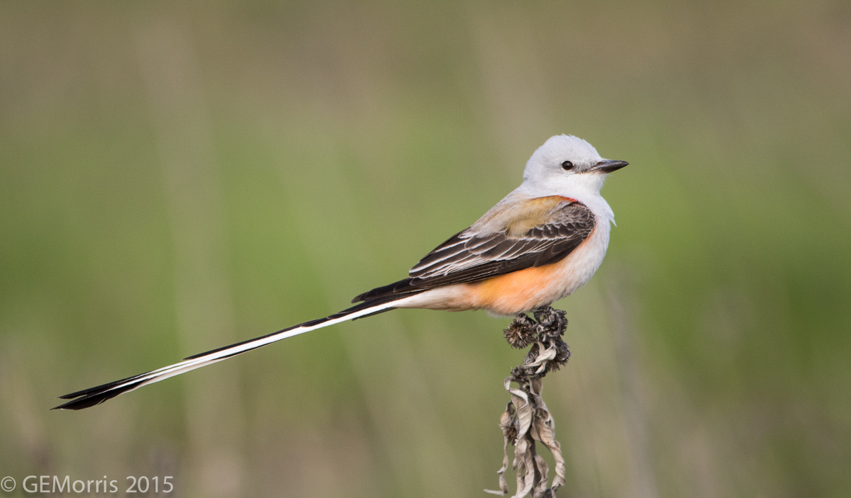 Oklahoma State Bird