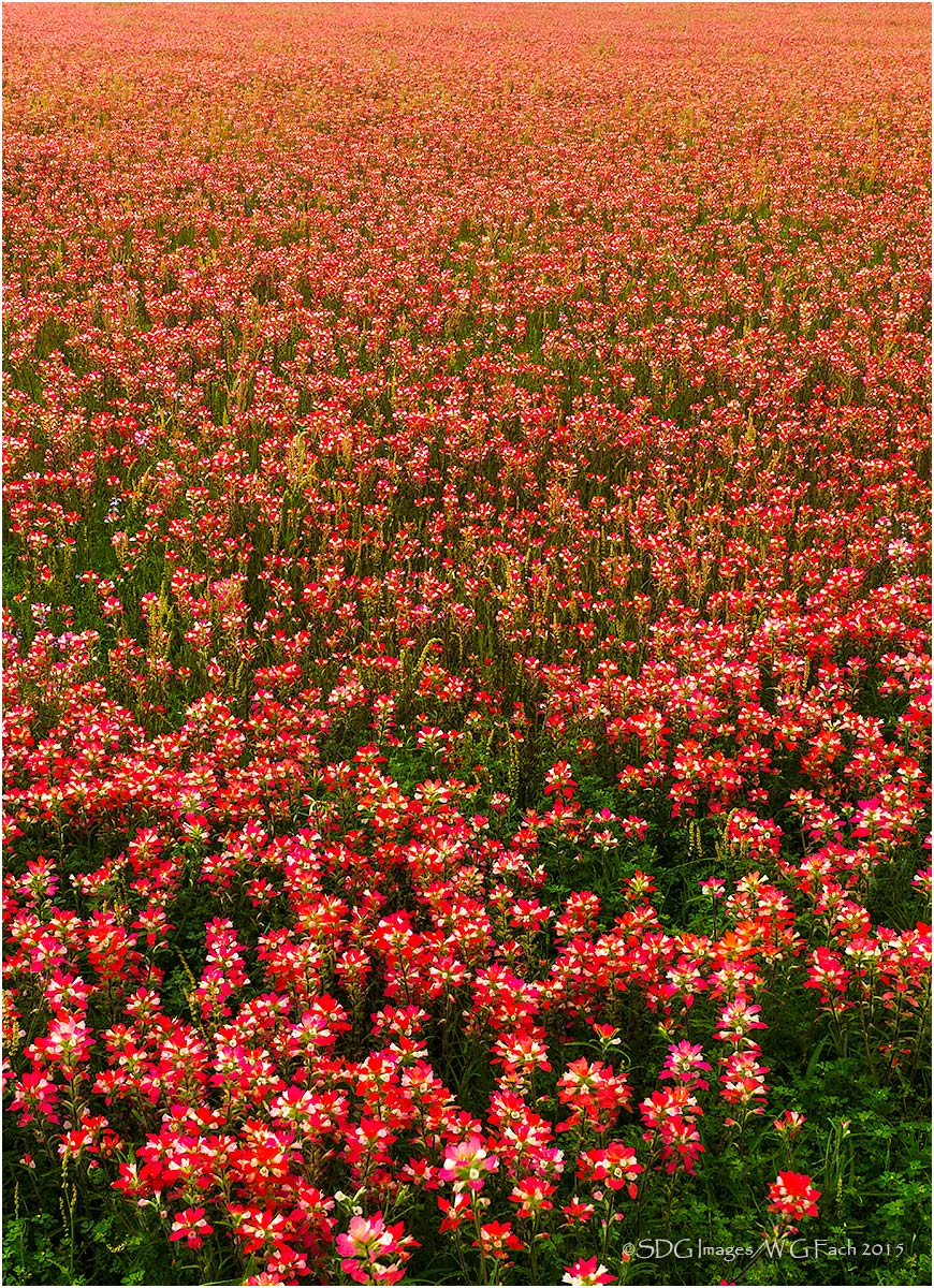 Paintbrush Paradise