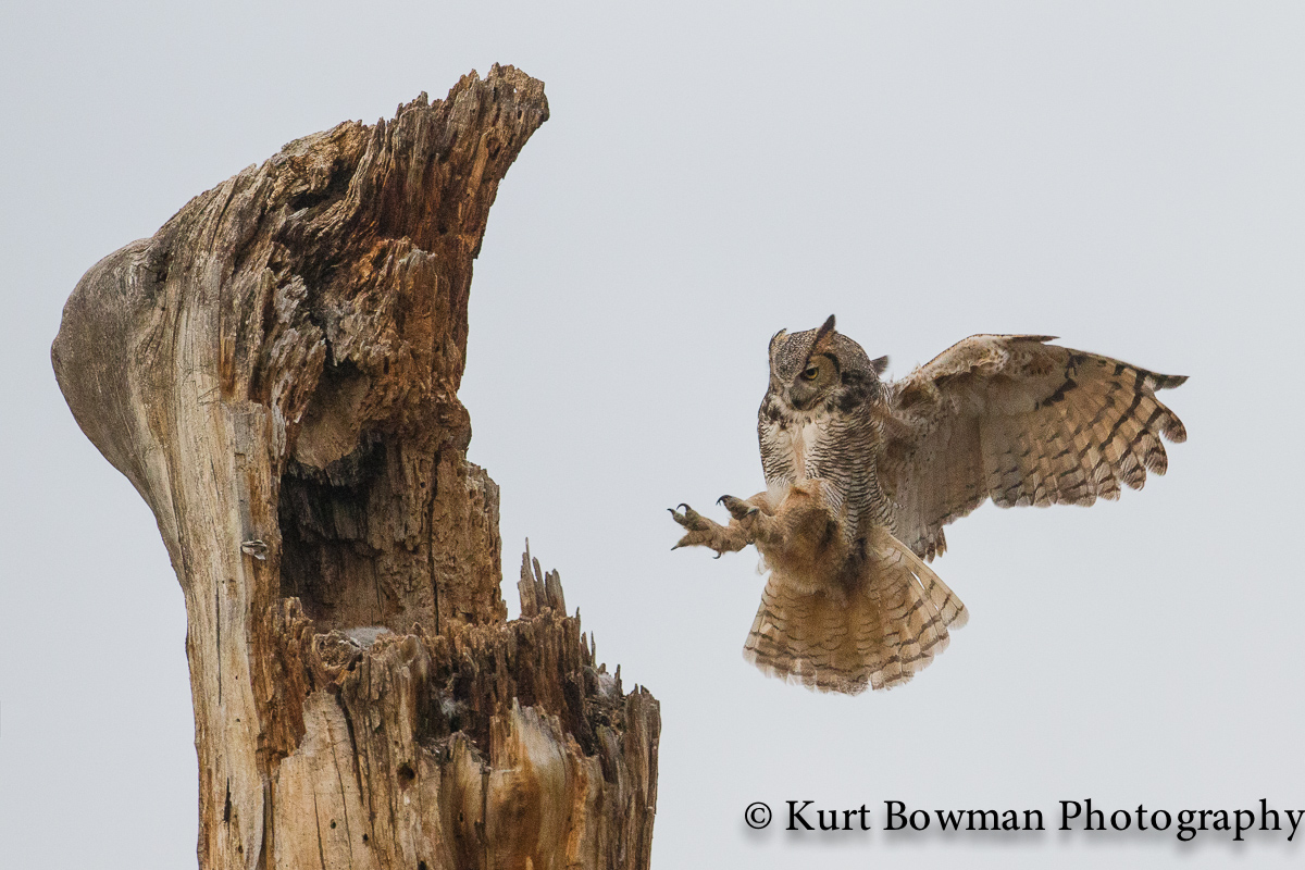 Great Horned Owl