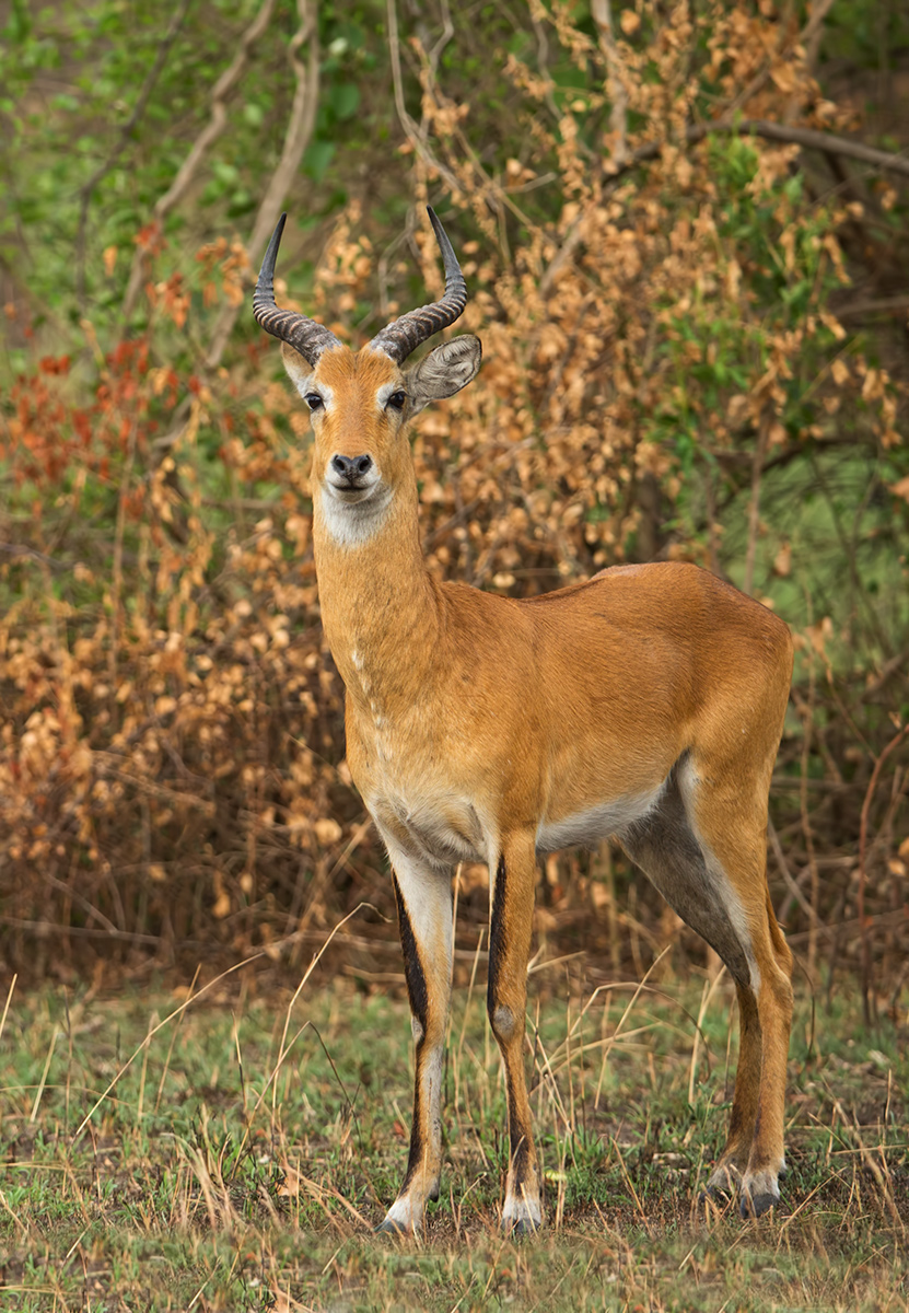 Uganda Kob
