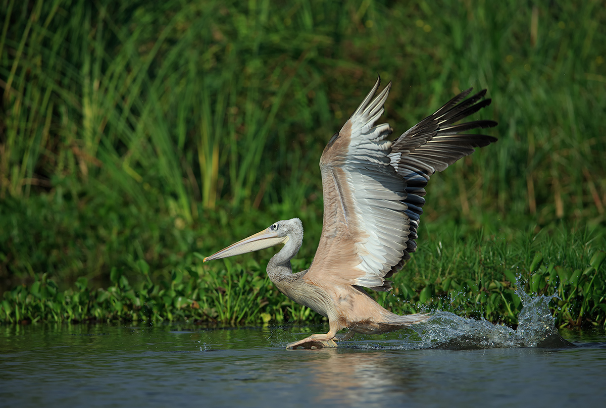 Pink Baked Pelican