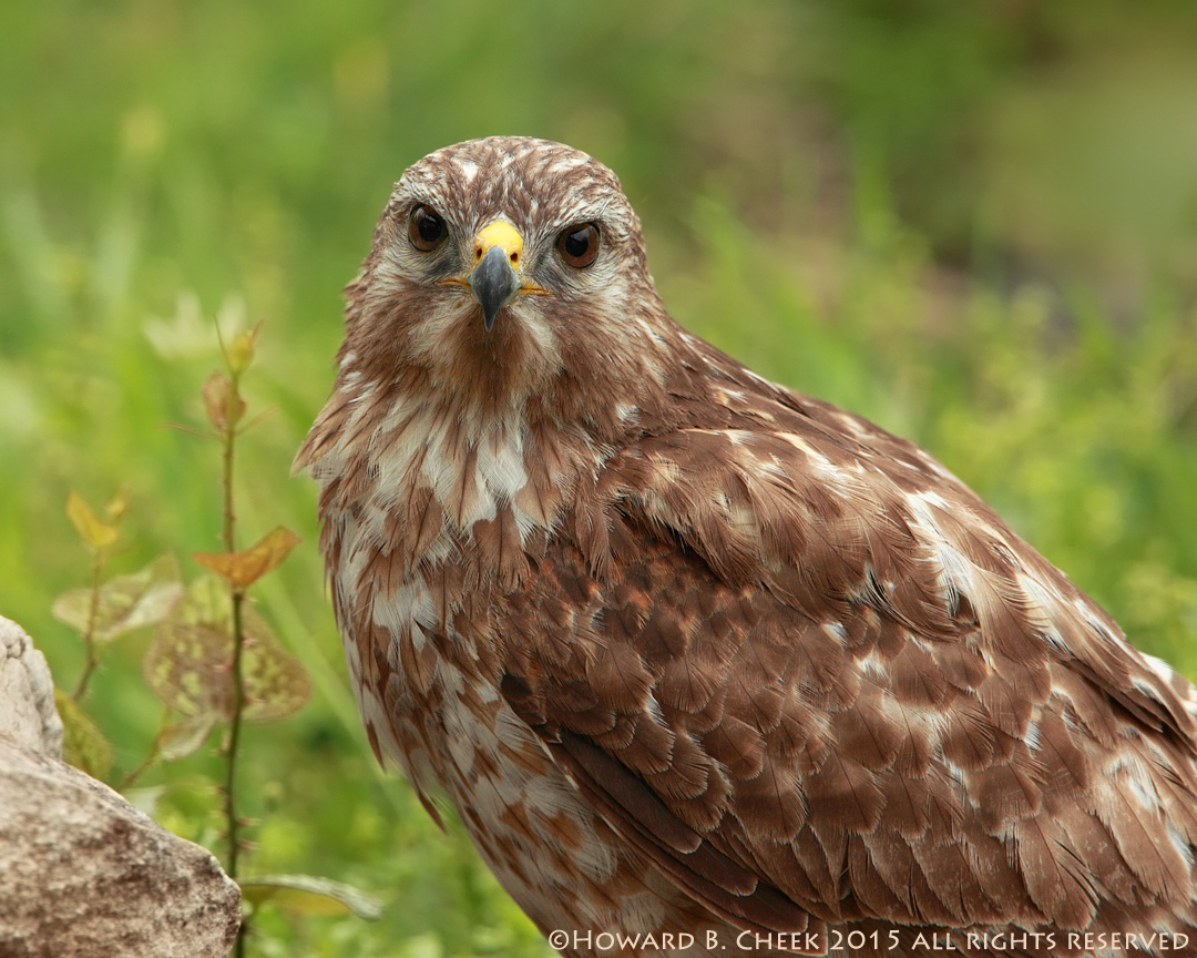 Red-tailed Closeup