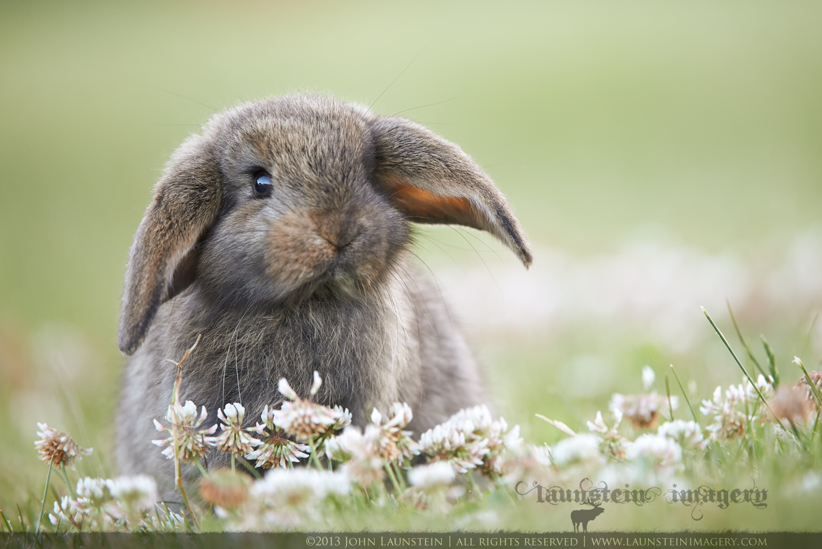 Easter Bunny - WC 679