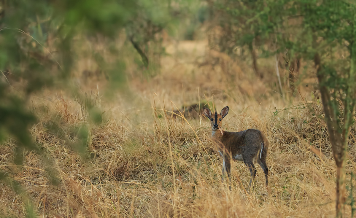 Common Duiker