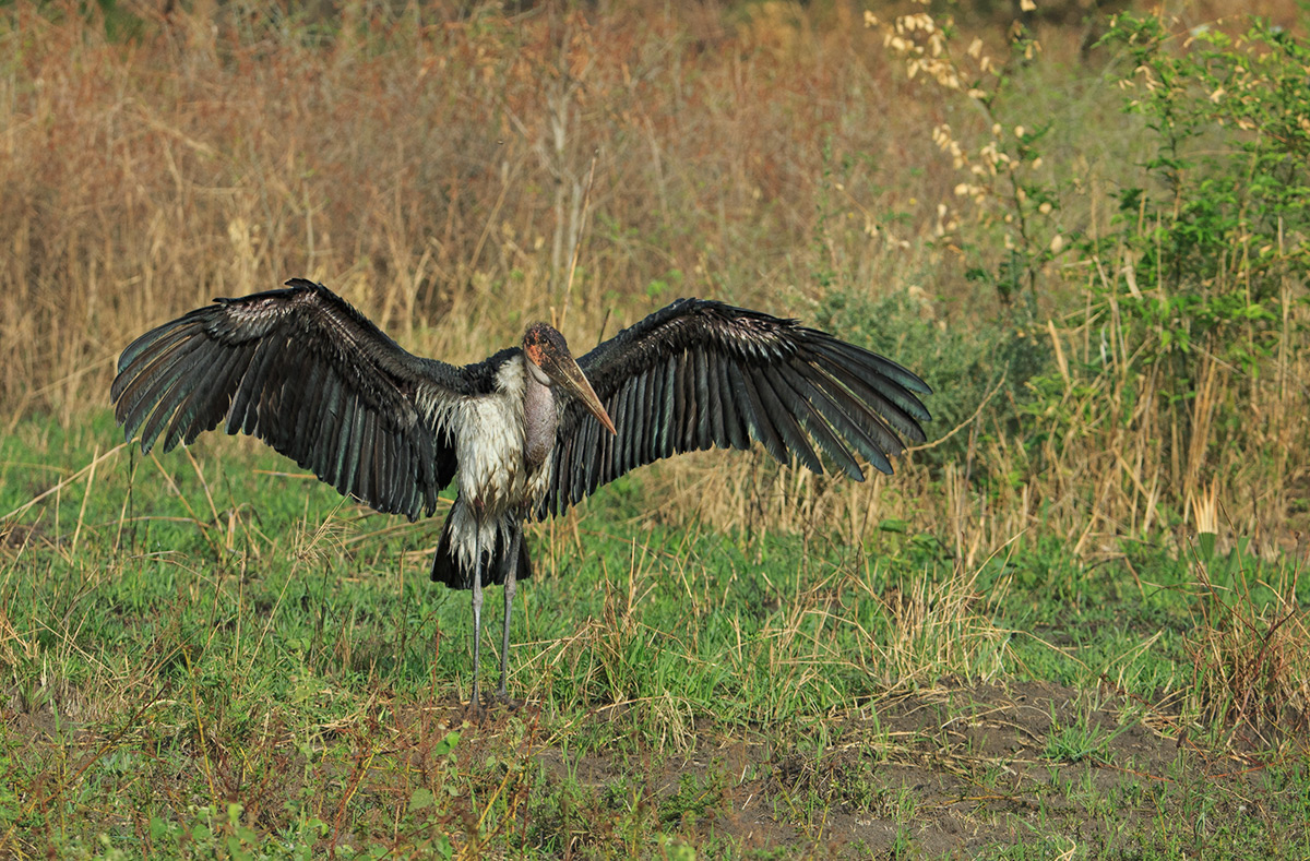 Maribu Stork