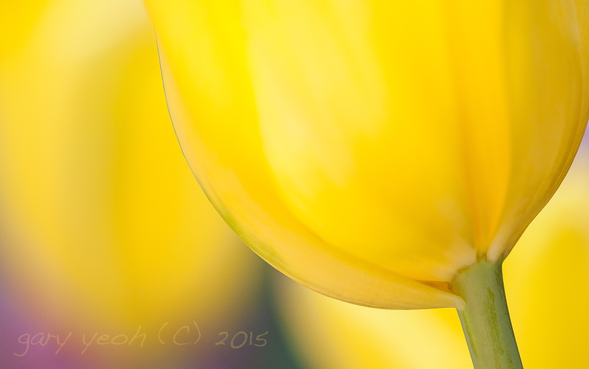 Tulip mania
