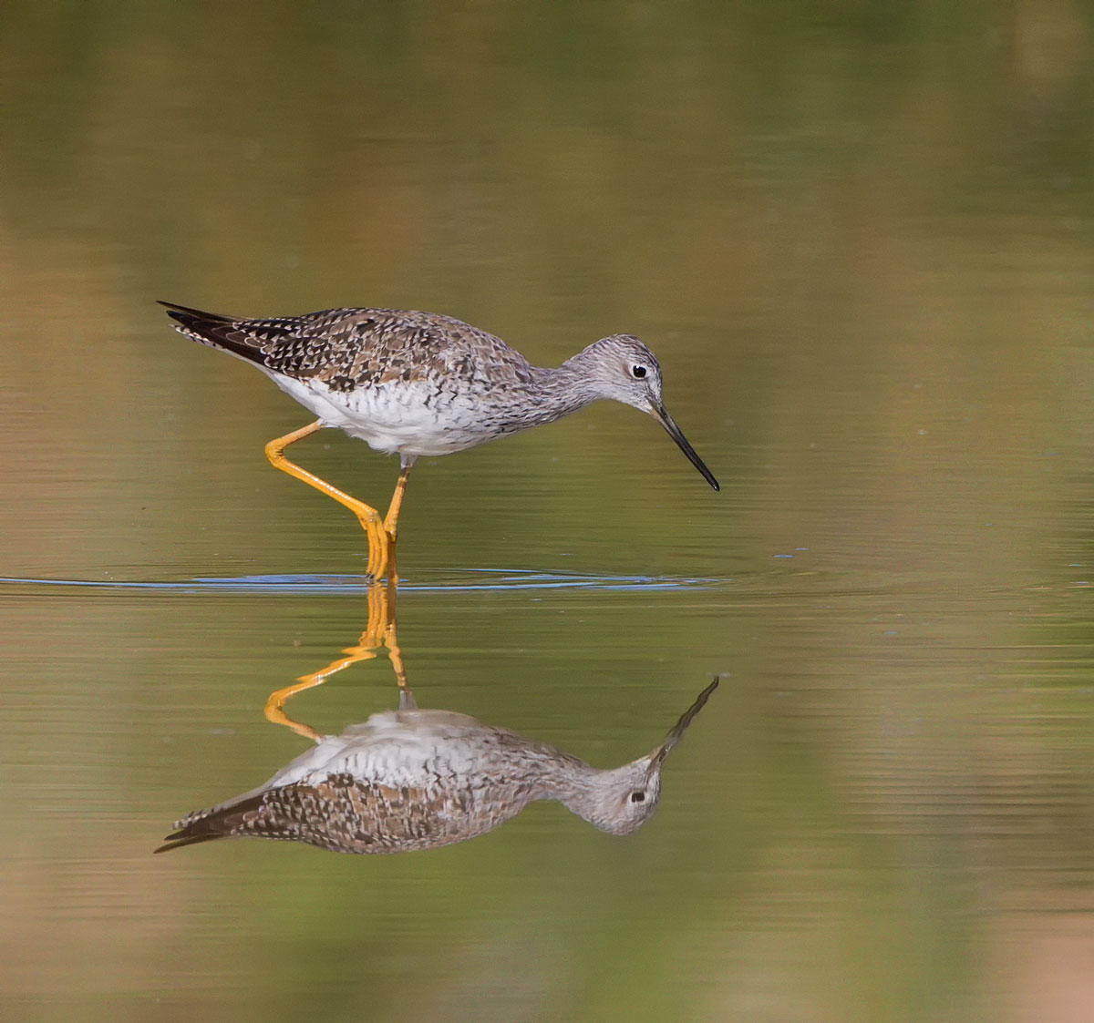 Yellow Legs