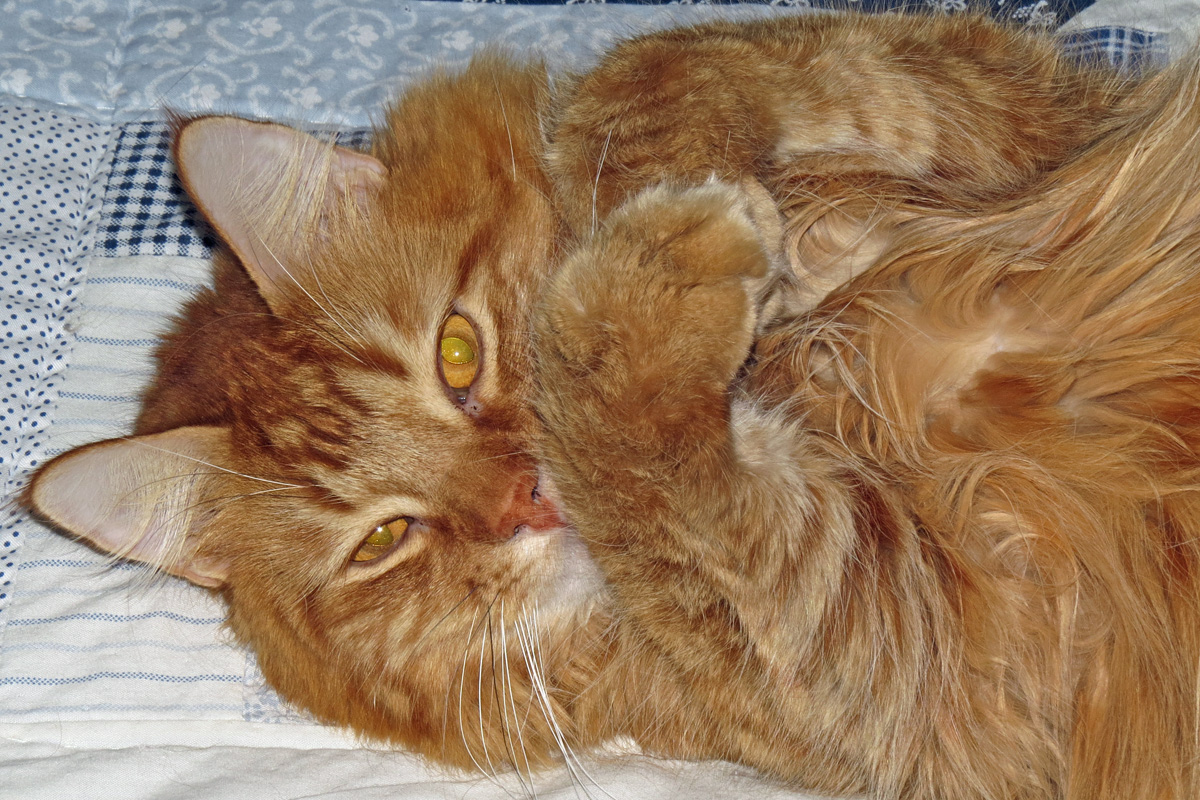 Ruffy