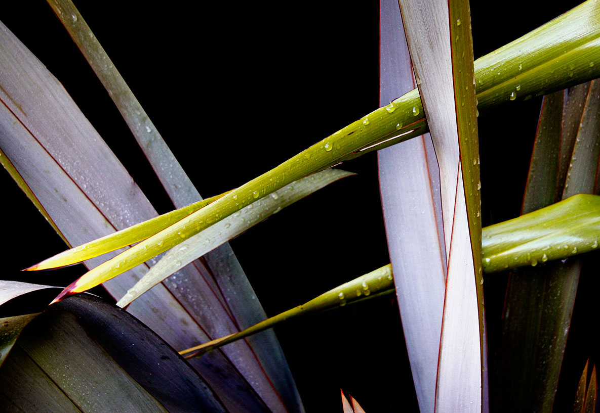 Phormium + B&W