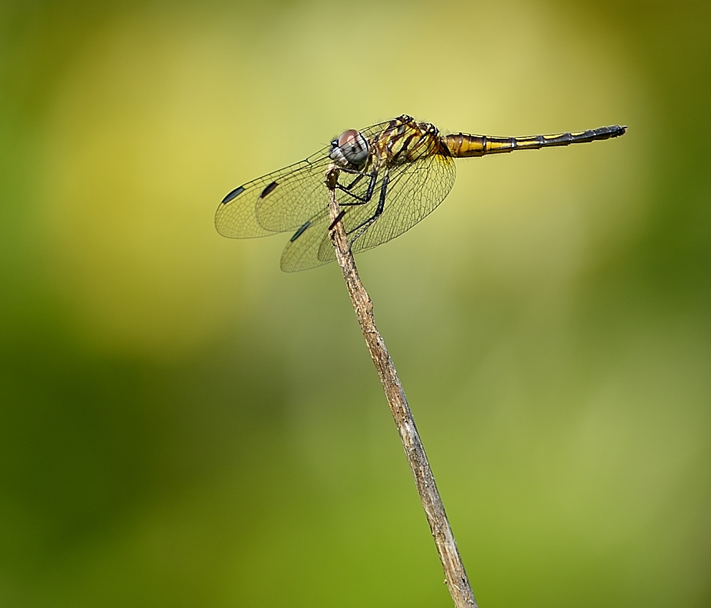 Dragonfly