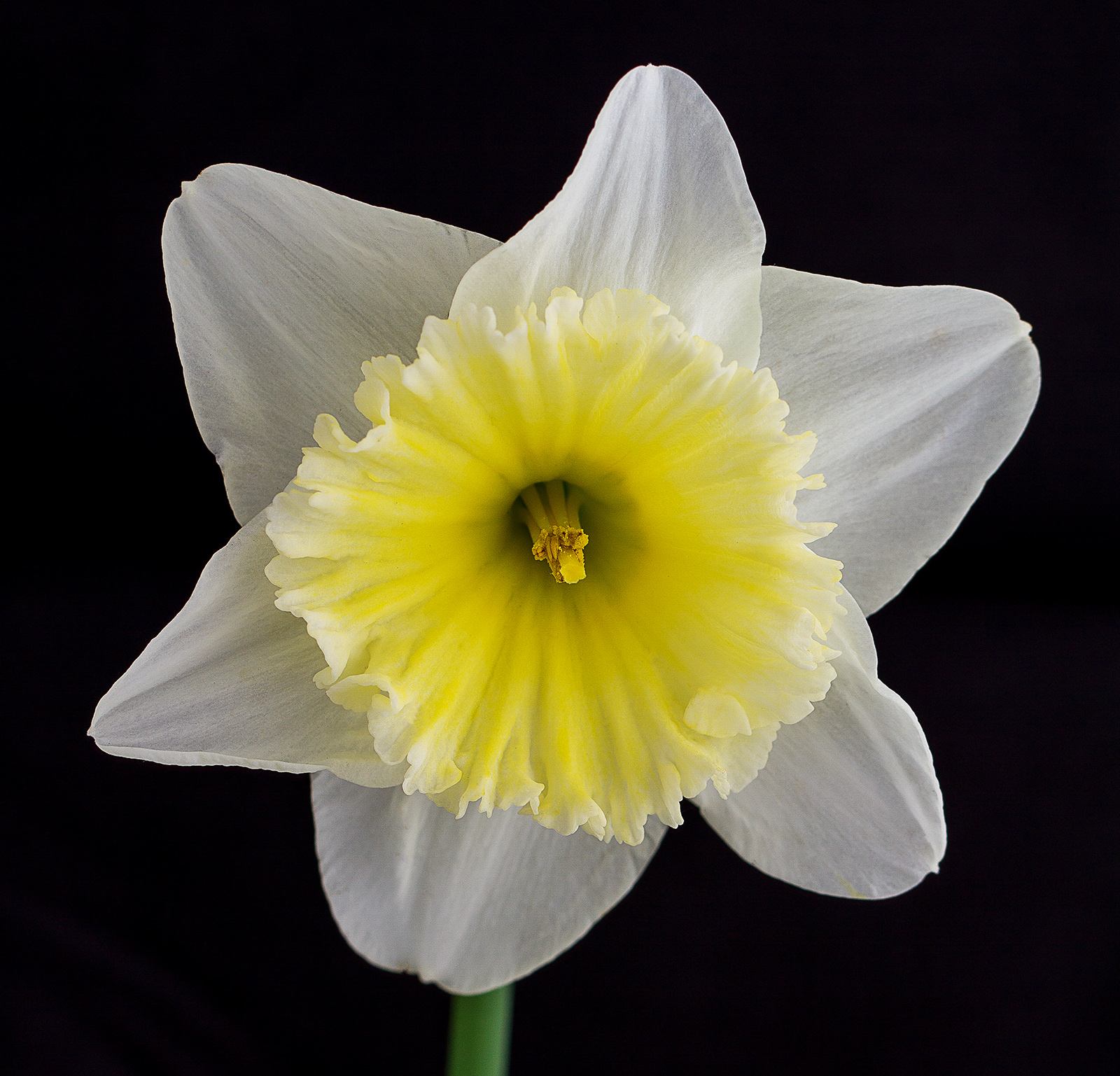 Daffodil