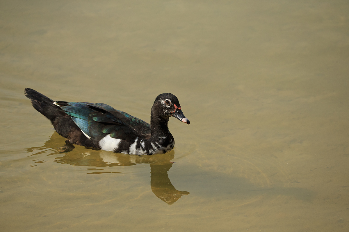 Spur Winged Goose
