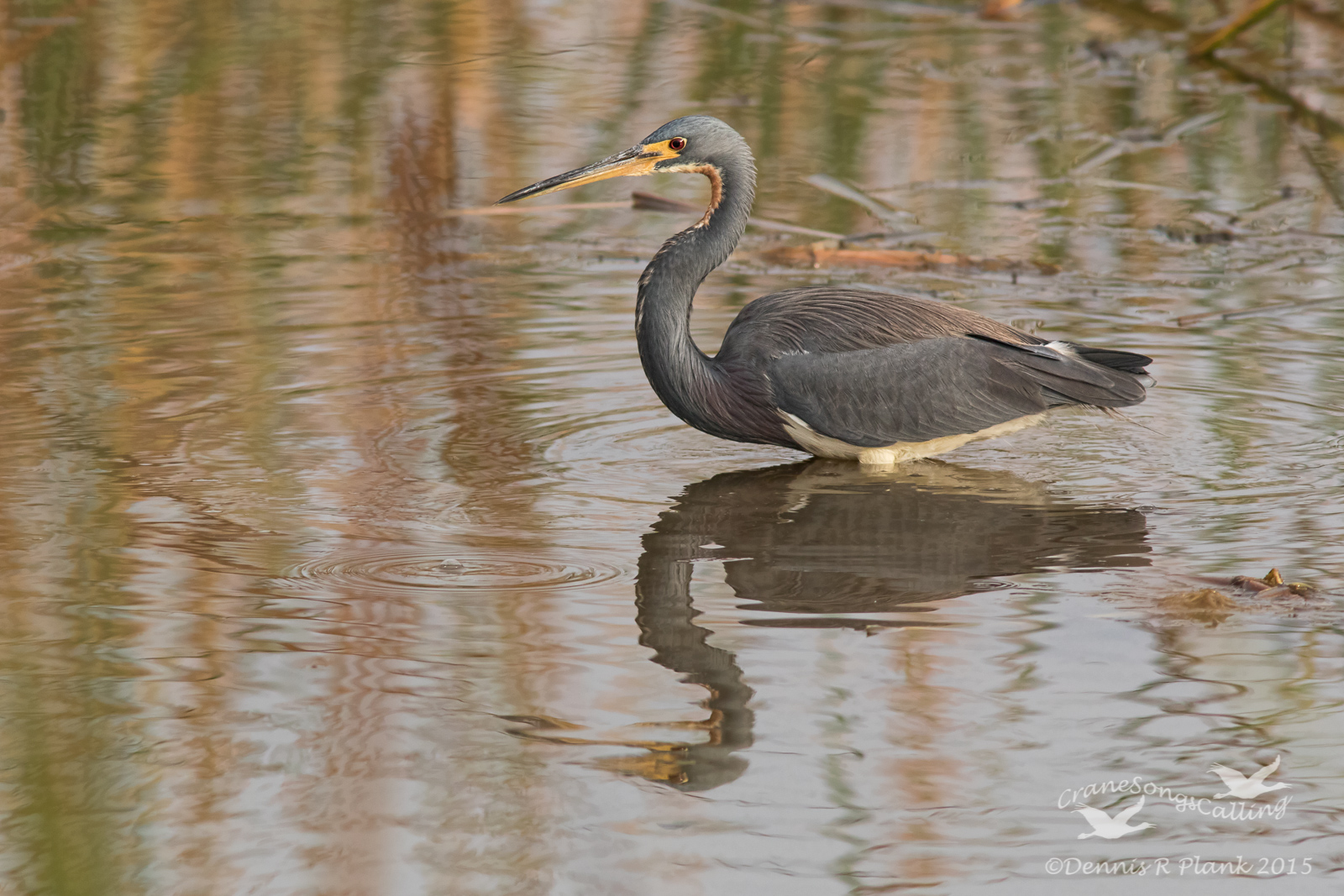 Tricolored Heron