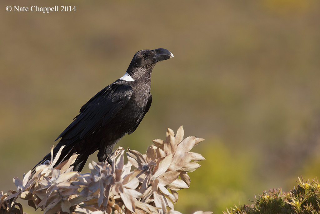 White-necked Raven