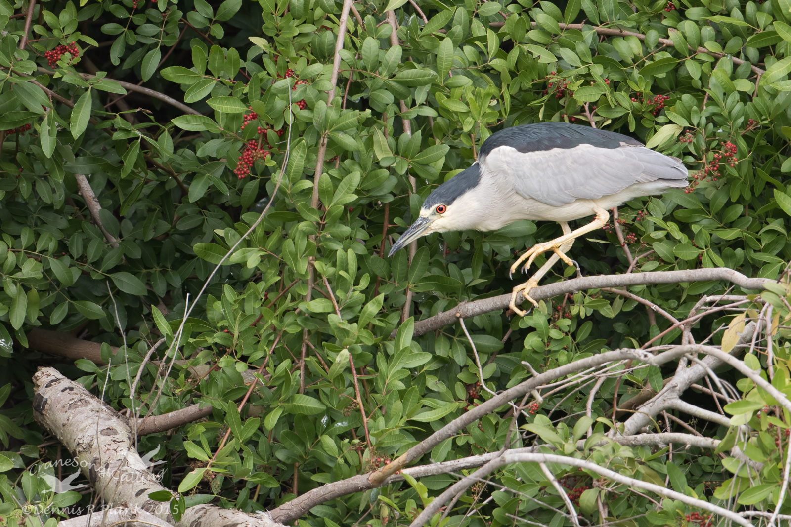 Night Heron & repost