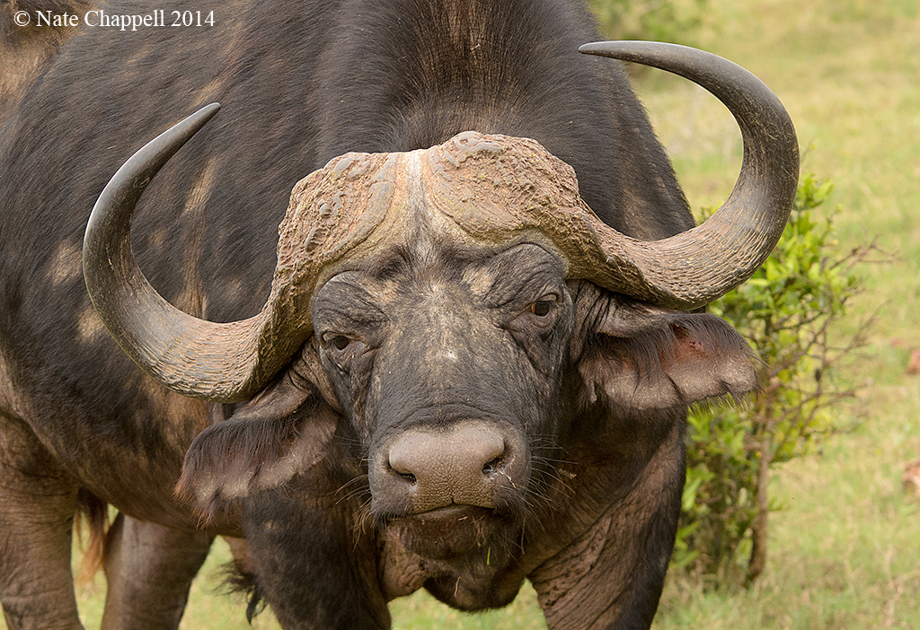 Cape Buffalo