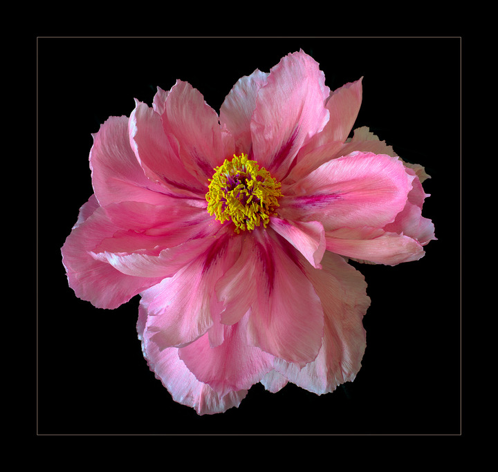 Tree Peony