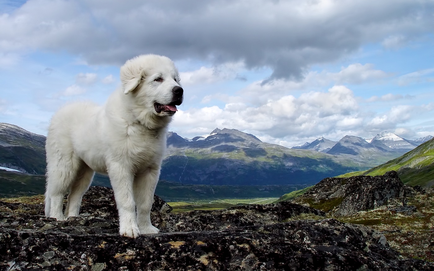 Deva - Mountain Puppy