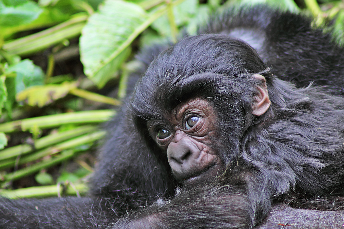 mountain gorilla baby