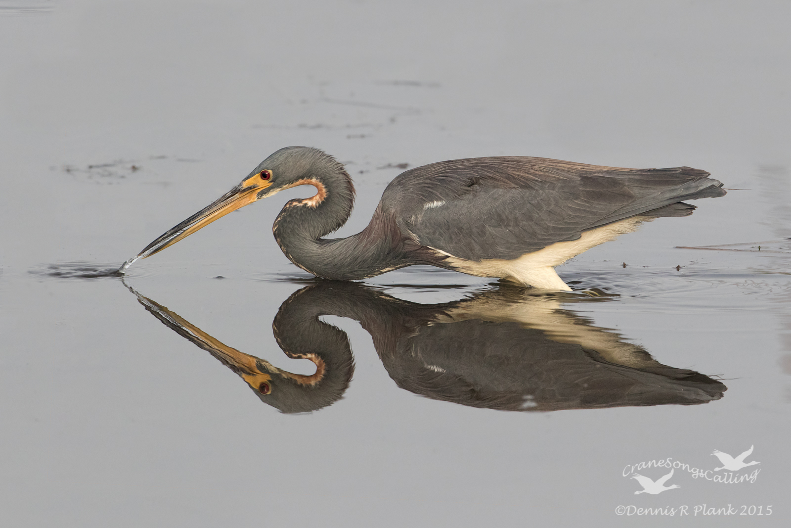 Tricolored Heron