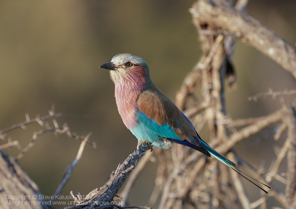 Lilac-breasted roller
