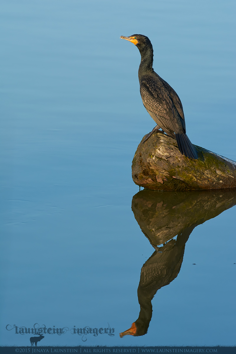 Cormorant Reflection